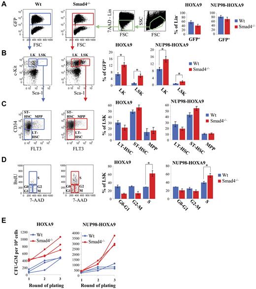 Figure 4. Increased expansion of Smad4−/− primitive hematopoietic cells transduced with HOXA9 or NUP98-HOXA9 in mice after transplantation. (A-D) FACS analysis of BM cells, 7 weeks after transplantation. Representative FACS data (left panel). The right panel displays a bar diagram, for Smad4−/− (red bars) or Wt (blue bars) cells transduced with HOXA9 or NUP98-HOXA9 (data show mean ± SEM, n = 8 for each group, *P < .01 measured by Student unpaired t test). (A) FACS analysis showing engraftment of Wt (blue) and Smad4−/− (red) cells transduced with HOXA9 or NUP98-HOXA9 (% of GFP+). (B) FACS analysis showing increased expansion of LK (c-Kit+ Sca-1−) and LSK cells (c-Kit+Sca-1+) in the Lin− cell subset of BM from mice transplanted with Smad4−/− cells transduced with HOXA9 or NUP98-HOXA9. (C) Percentage of LT-HSC, ST-HSC, and MPP among the population of LSK subset of cells from BM of mice transplanted with Wt (blue) or Smad4−/− (red) HSPCs transduced with HOXA9 or NUP98-HOXA9. (D) FACS analysis showing increased percentage of cells in S phase among the population of LSK subset of cells from BM of mice transplanted with Smad4−/− primitive hematopoietic cells transduced with HOXA9 or NUP98-HOXA9. (E) Ex vivo culture of BM cells showing that the frequency of cells that make a colony was markedly increased in BM from mice transplanted with Smad4−/− HSPCs, compared with mice transplanted with Wt HSPCs. Samples were analyzed 7 weeks after transplantation.