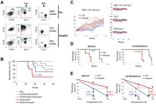 Figure 5. Fast progression to AML in mice transplanted with Smad4−/− primitive hematopoietic cells. (A) Twenty-two weeks after the transplantation with HOXA9-transduced HSPCs, a total reconstitution of LK (c-Kit+ Sca-1−) progenitors, which largely consists of granulocyte-monocyte progenitors (GMP; CD34+ FcγR+) indicates transformation of myeloid progenitors in the BM of 75% of mice in the Smad4−/− group (n = 8 mice each). The transformation is moreover accompanied by a dominant reconstitution of donor Ly5.1− cells in the BM. (B) Kaplan-Meier plot of recipient survival more than time (Mig, n = 6 mice; HOXA9, n = 10 mice; and NUP98-HOXA9, n = 10 mice; P value measured by Mantel Haenszel logrank test). (C) Development of the WBC count more than time in peripheral blood after transplantation with Wt (blue) or Smad4−/− (red) HSPCs, transduced with NUP98-HOXA9 (n = 10 mice). During the chronic phase, only the total WBC level is affected, whereas other constituents of peripheral blood, red blood cells (RBCs), hematocrit (HCT), and hemoglobin (HGB) remain constant more than time (n = 10 mice). (D) Loss of Smad4 increases the LIC frequency in mice. The Kaplan-Meier plot displays survival over time of secondary recipient mice transplanted with HOXA9- or NUP98-HOXA9–leukemic Smad4−/− and Wt cells (n = 12 mice for each group; P value measured by Mantel Haenszel logrank test; leukemic cells were isolated from moribund mice to analyze LIC frequencies at the same stage of the disease). (E) Quantification of transplanted leukemic cells needed to generate leukemia in 50% of the secondary recipients. The percentage of LICs in the population of leukemic cells is calculated as 1 LIC per total number of cells injected to induce lethality in 50% of the recipients (n = 7 mice for each group; full and empty circles represent 2 independent clones tested).