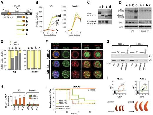 Figure 6. The coexpression of a truncated Smad4 blocks immortalization of primitive hematopoietic cells. (A) Depiction of the different portions of MH1 used to construct the retroviral plasmids. (B) Findings from the colony-forming unit assay obtained after 4 rounds of plating, with Wt or Smad4−/− HSPCs transduced with the NUP98-HOXA9 oncogene and different portions of MH1. (Data show mean ± SEM, n = 3, *P < .01 measured by Student unpaired t test). (C) Representative immunoblots showing binding of different portions of MH1 with the Hoxa9 protein in Wt HSPCs transduced with NUP98-HOXA9. Input with the anti-FLAG antibody (top panel). After immunoprecipitation with the anti-FLAG antibody, MH1/Hoxa9 complexes were analyzed by immunoblot with the anti-Hoxa9 antibody (bottom panel, 1 representative experiment of 2 independent experiments). (D) Analysis of cells from the second round of plating by Western blot showing an important activation of apoptosis in primitive hematopoietic cells transduced with MH1-c, assessed by an up-regulation of the pro- and cleaved-Caspase 3 (CASP3) and a down regulation of BCL2. (E) TUNEL assay of Wt and Smad4−/− HSPCs transduced with the NUP98-HOXA9 oncogene and different portions of MH1. (F) Confocal microscopy in sequential scanning mode, using a 63× oil-immersion objective showing that the expression of MH1-c changes the subcellular distribution of the Smad4 protein, while the cytoplasmic stabilization is still observed under the expression of MH1-e. Only Smad4 translocates to the nucleus, while Hoxa9 stays in the cytoplasm (experiments on Lin− cells). (G) Increased presence of Smad4 was confirmed on the chromatin of cells transduced with MH1-c, compared with cells transduced with the MH1-e control. Chromatin was immunoprecipitated (ChIP) using the anti-Smad4 antibody. IgG antibody was used as control. The relative amount of precipitated p21 and p15 promoter DNA was determined by PCR amplification. (H) Increase in transcription of specific targets of the Smad4 pathway (p15, p21, and p27) in cells transduced with MH1-c. Relative fold change in mRNA expression between the empty (green) and MH1-c (orange) is shown (data show mean ± SEM, n = 4, *P < .01 measured by Student unpaired t test). (I) Kaplan-Meier plot of primary recipient mice showing that mice transplanted with primitive hematopoietic cells coexpressing HOXA9 and MH1-e developed AML, while all mice transplanted with MH1-c– and HOXA9-transduced primitive hematopoietic cells stayed healthy over 1 year (n = 7 for Wt; n = 6 for Smad4−/−; P value measured by Mantel Haenszel logrank test). (J) Primary recipient mice transplanted with HSPCs transduced with NUP98-HOXA9 and MH1-c (left panel) stayed healthy and no detectable GFP+ RFP+ cells in BM and no splenomegaly were found of killed mice. In contrast, mice transplanted with primitive hematopoietic cells cotransduced with NUP98-HOXA9 and the empty control vector MH1-e (right panel) developed myeloproliferative disease with splenomegaly (analysis representative of 6 mice).