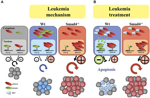 Figure 7. Smad4 stabilizes Hoxa9 proteins to the cytoplasm suggesting a protective role of Smad4 against nuclear activation by Hoxa9 and leukemia transformation. (A) Illustration of the model of leukemogenesis involving regulation of two pathways; the TGF-β and the Hoxa9 pathways as respectively negative and positive regulators of primitive hematopoietic cell expansion in normal conditions (normal). Under forced expression of HOXA9 in Wt cells, Smad4 stabilizes Hoxa9 to the cytoplasm and therefore protects primitive hematopoietic cells against increased nuclear activation by Hoxa9. In Smad4−/− primitive hematopoietic cells, this protective mechanism cannot be operated which leads to increased concentration of Hoxa9 in the nucleus; increased transcriptional activation by Hoxa9 in primitive hematopoietic cells is increased making them vulnerable to leukemia transformation (leukemia mechanism). (B) Reactivation of the Smad pathway ensues on expression of a 20aa peptide mimicking a small portion of the MH1 domain by releasing the Smad4 to activate its targets and to induce apoptosis (leukemia treatment).