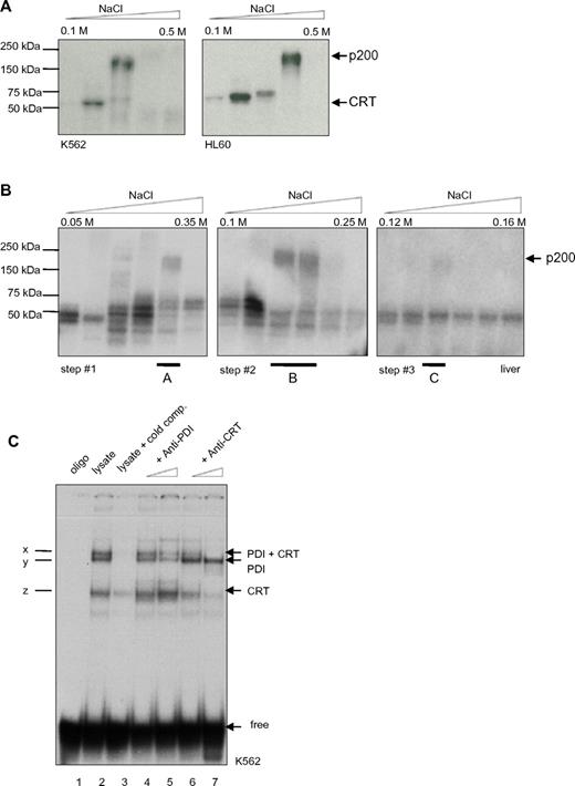 Figure 1. PDI binds to the CEBPA mRNA. (A) UV cross-link analysis. Radiolabeled CEBPA dsRNA oligo (encoding the RNA stem motif) was incubated with DEAE elution fractions (from 0.1M to 0.5M NaCl) of K562 or HL60 whole-cell lysates, linked by UV treatment, and separated by SDS-PAGE electrophoresis. Position of calreticulin (CRT) and the 200-kDa complex are shown on the right. (B) Whole-cell lysates from mouse liver were analyzed by UV cross-link to the CEBPA dsRNA oligonucleotide and subsequently separated by ion exchange chromatography using UnoQ columns. Proteins were eluted along a linear gradient from 0.12M to 0.16M NaCl. Fraction A of step 1, fraction B of step 2, and fraction C of step 3 were each loaded on UnoQ column, with adjustment of the linear gradient, and again analyzed by UV cross-link. The 200-kDa complex in fraction C was excised and analyzed by mass spectrometry. (C) RNA gel-shift assay. The radiolabeled CEBPA dsRNA oligonucleotide was incubated with the cytoplasmic fraction of K562 cell lysates. Oligo: no lysates (lane 1); cold competition: unlabeled oligonucleotides were added in excess (lane 3); increasing amounts of PDI (lanes 4 and 5) or calreticulin (lanes 6 and 7) Ab were added; complex x indicates presence of PDI and calreticulin (CRT) protein, y: only PDI; and z: only CRT; free: position of the unbound RNA-stem probe added in excess.
