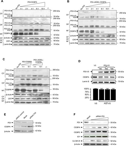 Figure 2. Forced expression of PDI suppresses CEBP proteins. (A-C) Western blot analyses of subcellular fractions from lung cancer cells H1299 cells transiently transfected with pcDNA3/PDI-V5-His and pcDNA3/CEBPA (A), pcDNA3/PDI-ΔKDEL-V5-His and pcDNA3/CEBPA (B), and pcDNA3/PDI-V5-His or pcDNA3/PDI-ΔKDEL-V5-His and pcDNA3/CEBPB (C) as indicated. The membranes were stained with V5 (top panel of the organelle fraction in panel A only), with PDI, CEBPA, and CEBPB Abs. The loading controls were β-actin for the cytoplasmic fraction (CF), calreticulin for the organelle fraction (OF), and lamin B for the nuclear fraction (NF). (D top panel) Western blot of whole-cell lysates from leukemic HL60 cells transfected with pcDNA3/V5-His (lane 1) or increasing amounts of pcDNA3/PDI-V5-His (lanes 2-4) and stained with PDI and CEBPA Abs. Relative densitometric quantitation of CEBPA bands indicated: 100%, 26%, 24%, and 28% (lanes 1-4). Lamin B was used as loading control. (Bottom panel) Results from 3 independent experiments of quantitative RT-PCR for CEBPA mRNA, normalized against ABL expression. (E) Western blot of whole-cell extracts from HL60 cells after transfection of unspecific siRNA as a control, of siRNA against PDI (each 900nM), and of untransfected (mock) cells, stained with PDI and CEBPA Abs. β-actin was used as loading control. (F) Western blot of whole-cell lysates from U937 cells after transfection with increasing amounts of siRNA against PDI at concentrations of 300nM, 600nM, 900nM, and of untransfected (mock) cells. Relative densitometric quantitation of CEBPA bands indicated: 18%, 46%, 92%, and 100% (lanes 1-4).