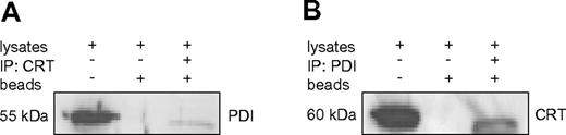 Figure 3. PDI interacts with calreticulin in U937 cells. (A-B) Western blot of coimmunoprecipitation samples from U937 cell lysates. Whole-cell lysates, sepharose beads without Ab incubation, and immunoprecipitates were loaded and probed with PDI and calreticulin (CRT) Abs as indicated.