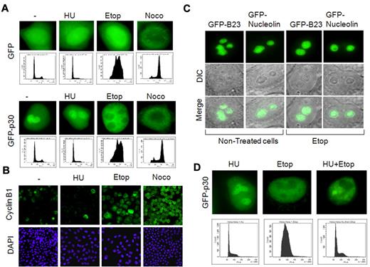 Figure 1. Nucleolar delocalization of the HTLV-1 p30 protein. (A) Nucleolar delocalization of p30 in cells treated with etoposide. HeLa cells were transfected with GFP or GFP-p30 expression vectors, and 10 hours later were either left untreated or treated for 24 hours with hydroxyurea, etoposide, or nocodazole to synchronize them, respectively, in G1, G2, and mitosis. Cells were then fixed, mounted, and the localization of p30 was observed by epifluorescence microscopy (upper panels). Distribution of treated cells into cell-cycle phases was also accessed by flow cytometry (lower panels) or by immunofluorescence staining of cyclin B1, a cell-cycle marker exclusively expressed in G2/M (B). (C) Specificity of nucleolar delocalization of p30. HeLa cells were transfected with GFP-B23 or GFP-nucleolin expression vectors (2 structural nucleolar proteins) for 10 hours, and then either left untreated or treated with etoposide for 24 hours. The nucleolar localization of GFP-B23 and GFP-nucleolin was observed in the same conditions described in panel A. (D) Nucleolar delocalization of p30 was independent of the cell cycle and caused by etoposide treatment. HeLa cells were transfected with GFP-p30 and treated with hydroxyurea, etoposide, or hydroxyurea, followed by etoposide (top row) and cell-cycle analysis showing the distribution of cells treated under these conditions (bottom row).