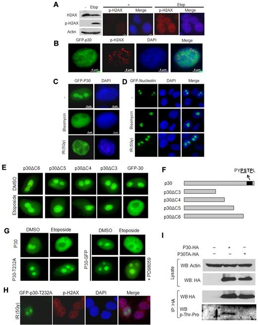 Figure 2. p30 protein relocalizes on DNA-damage–induced DSBs. (A) Etoposide induces DNA DSBs. HeLa cells were left untreated or treated with etoposide for 24 hours, followed by SDS-PAGE and Western blot analyses of the phosphorylated form (S139) of H2AX (p-H2AX marker of DSB), H2AX, and actin proteins. Control or etoposide-treated cells were also immunostained with anti–phospho-H2AX antibody. (B) p30 nucleolar delocalization is associated with DSB triggering. HeLa cells transfected with GFP-p30 (green) were treated with etoposide as described in panel A and immunostained with anti–phospho-H2AX antibody showing DSBs (red). (C-D) p30 nucleolar delocalization is specifically induced by DNA-damage agents. HeLa cells transfected with GFP-p30 or GFP-nucleolin (control) were either treated with bleomycin (which induces irreversible DNA breaks) or γ-irradiated (5 Gy). (E) The C-terminal end of the p30 protein includes the response motif for p30 nucleolar delocalization. HeLa cells were transfected with a series of C-terminal–deleted mutants of p30 all known to localize in the nucleolus (GFP-p30delC6, GFP-p30delC5, GFP-p30delC4, and GFP-p30delC3), and treated with etoposide as described in panel A. Only cells expressing wild-type p30 responded to the etoposide treatment. (F) Representation of p30 C-terminal–deleted mutants. (G) Thr232 is required for p30 delocalization in response to DSB. HeLa cells were transfected with GFP-p30 or GFP-p30T232A and treated with etoposide in the presence or the absence of PD98059, a specific MAPK inhibitor. (H) HeLa cells were transfected with GFP-p30 or the GFP-p30T232A mutant, γ-irradiated, and stained with p-H2AX antibody. (I) The threonine at position 232 is phosphorylated. 293T cells were transfected with pMH-, p30-HA-, or p30-T232A-HA–expressing vectors. After transfection (48 hours), the cells were irradiated (5 Gy), and 2 hours later they were lysed and cell extracts were immunoprecipitated with anti-HA antibody. Western blot analysis was then performed with an anti–phospho-threonine-proline–specific antibody.