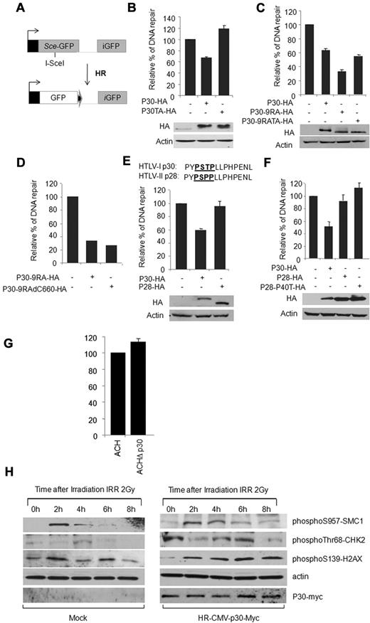 Figure 3. p30 inhibits DSB HR DNA repair. (A) Schematic representation of the in vivo HR assay with DR-GFP HR reporter vector (see “In vivo HR and NHEJ DNA-repair assay”). (B-F) HeLa cells were cotransfected with DR-GFP vector either with the control vector or with the pI-SceI and with the vector expressing p30 and p30T232A (B); p30, p30-9RA, and p30-9RA-TA (C); p30-9RA and p30-9RA-delC660 (D); p30 and HTLV-2 p28 (E); or with p30, HTLV-2 p28, and HTLV-2 p28-P40T (F). Forty-eight hours later, the expression of GFP was assessed by FACS analysis. The relative percentage of GFP-expressing cells was represented by histograms corresponding to the average of 5 independent experiments. Western blots show p30, p30T232A, p30-9RA, p30-9RA-TA, p28, and p28-P40T expression in the assay. (G) HTLV-I molecular clones ACH and ACHΔp30 were transfected into Jurkat T cells to evaluate the effect of p30 on HR DNA repair when expressed in the context of the whole virus. Results demonstrated an increase of 13.3% of HR when p30 was ablated from an HTLV-I molecular clone. Data are derived from 2 independent transfection experiments and the standard deviation value for ACHΔp30 was 3. (H) p30 delays the response to DNA damage. HeLa cells infected with mock or p30-expressing lentivirus were γ-irradiated (2 Gy) and collected at 0, 2, 4, 6, and 8 hours after irradiation. Shown are Western blot analyses of pS957-SMC1, pThr68-CHK2, and p-H2AX checkpoints involved in the response to DNA damage.