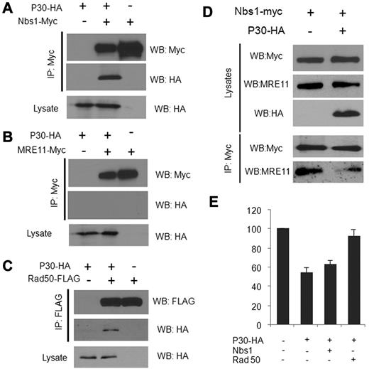 Figure 5. p30 interacts in vivo with Nbs1 and Rad50 but not with MRE11 proteins. 293T cells were transfected for 48 hours with p30-HA and the Nbs1-myc (A), MRE11-myc (B), or Rad50-flag (C) expression vectors. Immunoprecipitation of cell extracts was performed with the indicated antibodies, followed by Western blot analysis of the corresponding proteins. (D) p30 affects the interaction of the MRN complex components in vivo. 293T cells were transfected with either Nbs1-myc or Nbs-1-myc and p30-HA–expressing vectors and irradiated 48 hours after transfection. Nbs1-myc was immunoprecipitated with an anti-myc antibody, followed by Western blot analysis with an anti-MRE11 antibody. (E) Rescue of the HR DNA repair by ectopic expression of MRN complex components. HeLa cells were transfected with the HR assay vectors (DR-GFP and pSceI) and either with p30 alone or with p30 and Nbs1 or p30 and Rad50 expression vectors together. After 48 hours of transfection, the percentage of GFP+ cells was measured by FACS and is represented by the histograms of 3 independent experiments.