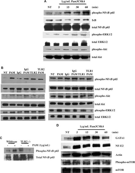 Figure 1. TLR2 activates the NFκB, PI3K/Akt, and ERK pathways in Meg-01 cells. (A) Meg-01 cells were treated for up to 1 hour with 1μg/mL of Pam3CSK4 (PAM). Western blots were run with samples at each time point and probed for phospho-NFκBp65, total NFκBp65, IκB, phospho-Akt, total Akt, phospho-ERK, and total ERK. Western blots are representative of 3 independent experiments, and results were compared with NT. (B) Meg-01 cells were pretreated for 1 hour with 25 μg/mL of IgG, anti-TLR2, or anti-TLR1 antibodies. Cells were then treated for 30 minutes with 1μg/mL of Pam3CSK4. Western blots are representative of 4 experiments. (C) Isolated megakaryocytes from WT and TLR2−/− mice that were treated for 30 minutes with 1 μg/mL of Pam3CSK4 were run on Western blots and probed for phospho-NFκBp65 and total NFκBp65. Western blots are representative of 3 independent experiments. (D) Meg-01 cells were treated for up to 1 hour with 1 μg/mL of Pam3CSK4 (PAM). Western blots were probed for GATA-1, NF-E2, phospho-mTOR, total mTOR, and actin (loading control). Western blots are representative of 4 independent experiments.