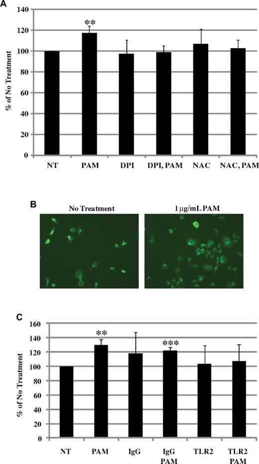 Figure 3. TLR2 increases ROS production and adhesion to extracellular matrix proteins. (A) Meg-01 cells were stained with 10μM 5-(and-6)-carboxy-2′,7′-difluorodihydrofluorescein diacetate, and pretreated for 1 hour with 10μM N-acetyl-L-cysteine or diphenyliodonium. Cells were then treated with 1 μg/mL of Pam3CSK4 (PAM) and analyzed by flow cytometry (n = 6). **P < .01 compared with NT. (B) Meg-01 cells were treated for 3 hours with 1 μg/mL of PAM. Cells were then allowed to adhere to fibronectin-coated coverslips for 1 hour. Adherent cells were stained with FITC-conjugated anti-human CD41 antibody. Cells were counted in 5 separate 20× views. Representative photographs were taken of NT or PAM. (C) Meg-01 cells were treated with 25 μg/mL of IgG or TLR2 antibodies for 1 hour, treated with PAM as before, and allowed to adhere to fibrinogen-coated wells for 1 hour. Adherent cells were measured using MTT in serum free media. Levels were compared with NT (n = 8). **P < .01 and ***P < .001 compared with NT.