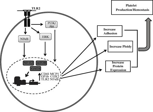 Figure 7. Summary of the effects of TLR2 on megakaryocytes.