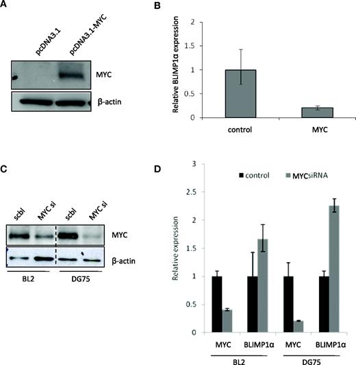 Figure 5. MYC represses BLIMP1α in transformed and untransformed GC B cells. (A) Representative Western blot for MYC and β-actin after the transfection of primary human GC B cells with MYC expression vector or control. (B) Quantitative RT-PCR for BLIMP1α in GC B cells after ectopic MYC expression (one representative experiment of 3 is shown). (C) RNAi-mediated knockdown of MYC in BL2 and DG75 BL lines using smartpool siRNA targeting MYC or scrambled control siRNA. (D) MYC knockdown led to the up-regulation of BLIMP1α in both BL lines.