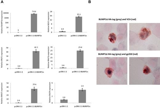 Figure 7. BLIMP1α induces EBV lytic cycle in Akata BL cells. (A) Quantitative RT-PCR demonstrates induction of BZLF1, BRLF1, BNLF2a, BMLF1, and BALF4 mRNA expression after BLIMP1α transfection into Akata BL cells. (B) Immunohistochemistry shows costaining for BLIMP1α HA tag (gray) and VCA or gp350 (red) in transfected Akata cells. Representative examples of double-positive cells taken from the same experiment are shown. Magnification ×800. Images acquired with 60×/1.40 NA oil immersion objective lens (Nikon Ltd).