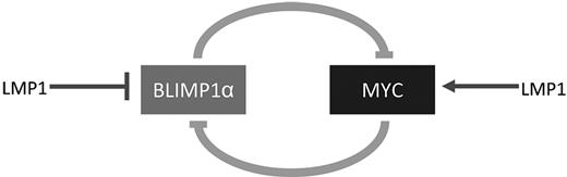 Figure 8. Schematic illustration of the potential regulation by LMP-1 of a reciprocal regulatory loop involving BLIMP1α and MYC. LMP-1 might act initially to down-regulate BLIMP1α, which would release the BLIMP1α-mediated suppression of MYC. The up-regulation of MYC would lead to further suppression of BLIMP1α. Alternatively, LMP-1 might initially activate MYC expression.
