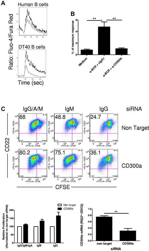 Figure 3. CD300a down-regulates BCR-mediated activation signals. (A) Purified human B cells (upper panel) or DT40 cells expressing CD300a (lower panel) were loaded with Fluo-4 and Fura-Red. Then, cells were acquired in a flow cytometer and stimulated with anti-BCR plus anti-CD300a mAb (gray line) or anti-BCR plus isotype control (black line), according to the protocol described in “Calcium mobilization assays.” Intracellular Ca2+ concentration was measured by the ratio of Fluo-4/Fura-Red as a function of time. Results are representative of 2 (human B cells) and 4 (DT40 cells) independent experiments. (B) DT40 cells expressing CD300a were transiently transfected with a NFAT luciferase reporter plasmid and stimulated with medium, antichicken BCR plus isotype control, or antichicken BCR plus anti-CD300a mAb as indicated. The measured luciferase activity was normalized to the activity obtained for the treatment with phorbol myristate acetate plus ionomycin. The data presented are the mean plus or minus SEM for 6 separate experiments. (C) Purified human B cells were transfected with nontarget or CD300a siRNA. Then, cells were stimulated with anti-Ig (IgG/A/M, IgM, or IgG) and CpG, and the proliferation was measured after 4 days of culture as described in “Cell cultures.” A representative donor is shown. Numbers in the upper left quadrant indicate the percentage of CD22+ cells that have divided one or more times (upper panel). Graphic representation of proliferating cells treated with CD300a siRNA normalized to the nontarget siRNA-treated cells (lower panel, left side) and the CD300a mRNA relative levels measured 4 days after transfection with siRNA (n = 3) are shown (lower panel, right side).
