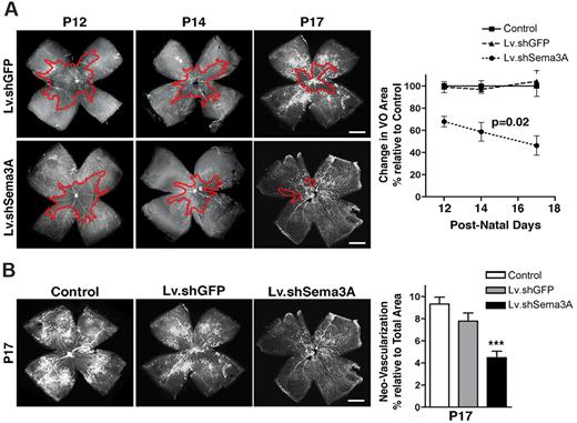 Figure 3. RGC-derived Sema3A partakes in vaso-obliteration, hinders vascular regeneration, and contributes to preretinal neovascularization in OIR. (A) Representative photomicrographs of Griffonia simplicifolia lectin-stained flat-mount retinas at P12 reveal that mice receiving an intravitreal injection of Lv.shSema3A show a 32% reduction in the area of vaso-obliteration compared with contralateral eyes receiving Lv.shGFP injections and noninjected eyes (basal) revealing the vasotoxic properties of Sema3A in the first phase of OIR (n = 13-15; additional quantification is presented in supplemental Figure 4A). The inhibition of RGC-derived Sema3A significantly enhanced the rate of vascular regeneration secondary to OIR as determined at P12 (n = 13-15), P14 (n = 12-13), and P17 (n = 15-18). Values are presented as the rate change in vaso-obliterated areas relative to Lv.shGFP-treated controls ± SEM. P = .02 by ANOVA factoring for time and group. (B) At peak neovascularization (P17) lectin-stained flat-mount retinas reveal that inhibition of Sema3A (n = 9-12) significantly reduced areas of pathologic neovascularization from 9.3% to 4.5%, as determined using the SWIFT-NV quantification protocol (supplemental Figure 4B). Values are presented as areas of neovascularization relative to total retinal area ± SEM. ***P = .0002 compared with control. Scale bars in panels A and B represent 500 μm.