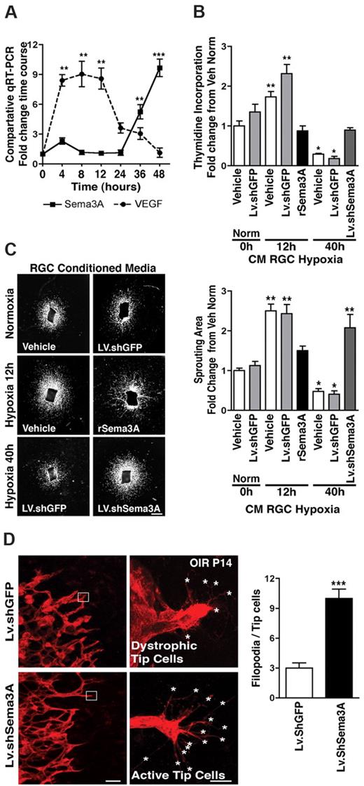 Figure 5. Sema3A produced by hypoxic RGCs prevents retinal EC growth. (A) VEGF and Sema3A release by cultured RGC-5 cells exposed to hypoxia (2%). In the initial 12 hours after hypoxia, VEGF levels rapidly rise ∼ 9-fold, whereas Sema3A remains unaffected. Later, as hypoxic exposure is prolonged, Sema3A levels rise (6-fold at 36 hours and 10-fold at 48 hours). Values represent the fold increase relative to time 0. **P < .01 and ***P < .0001 compared with corresponding time 0. (B) Neuromicrovascular EC proliferation as measured by thymidine incorporation. Incubation of ECs with conditioned medium from RGCs exposed to hypoxia for 12 hours (high VEGF, low Sema3A) caused a 1.7-fold (vehicle) and 2.3-fold (nonspecific shRNA; LV.shGFP) increase in cell number within 24 hours; this effect was abrogated by rSema3A (800 ng/mL). Conversely, ECs treated with conditioned medium from RGCs exposed to hypoxia for 40 hours (low VEGF, high Sema3A), showed a Sema3A-dependent reduction in EC division (5-fold diminution). Knockdown of Sema3A in hypoxia-exposed RGCs using Lv.shSema3A prevented the decrease in EC division compared with vehicle- and Lv.shGFP-treated RGCs. n = 4-6; *P < .05 and **P < .01 compared with vehicle during normoxia (Norm) at time 0. (C) Aortic sprouting more than doubled in explants grown in conditioned medium from vehicle- and LV.shGFP-treated RGCs exposed to 12 hours of hypoxia; this vascular growth was curbed by rSema3A (800 ng/mL). Conditioned medium from RGCs exposed to 40 hours of hypoxia reduced their sprouting by ∼ 60% compared with normoxic medium controls. When Sema3A was knocked down in RGCs, vascular sprouting was doubled compared with Lv.shGFP, underscoring the inhibitory properties of Sema3A toward nascent vessels. Values are represented as the fold change relative to controls. n = 3-6; *P < .05 and **P < .01 compared with vehicle during normoxia (Norm) at time 0. (D) Representative confocal images of the revascularization front (images on left) and high magnification of tip cells (images on right) at OIR P14. The number of filopodia (asterisks) per tip cell was increased 3-fold in Lv.shSema3A animals, whereas contralateral eyes treated with Lv.shGFP showed fewer filopodia and dystrophic tip cells. n = 10; ***P < .0001 compared with value for Lv.shGFP. Scale bars represent 1 mm (C), 50 μm (D left), and 10 μm (D right).