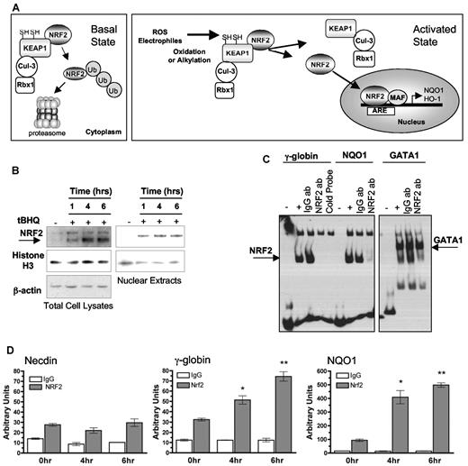 Figure 2. tBHQ induces NRF2 nuclear translocation and binding of NRF2 to the γ-globin promoter in K562 cells. (A) Simplified schematic of the NRF2/ARE pathway. Under basal conditions, NRF2 is sequestered in the cytoplasm by KEAP1, which is an E3 ligase substrate adaptor for the Cul3/Rbx1 complex that ubiquitinates NRF2, targeting it to the proteasome. Reactive oxygen species or electrophiles alter KEAP1 structure so that newly translated NRF2 is no longer ubiquinated and can accumulate and translocate to the nucleus where it heterodimerizes with small Maf proteins and binds the ARE in target gene promoters. (B) Western blot analysis of NRF2 protein in total cell and nuclear lysates after tBHQ treatment. (C) EMSA shows NRF2 binding to the γ-globin ARE region in vitro. The ARE region of the NQO1 promoter, and known GATA1 binding site are used as positive and negative controls for NRF2 binding. Unlabeled γ-globin promoter probe was used as in competition reactions. One microgram of IgG or NRF2 antibody was added and incubated for an additional hour after the binding reaction. The reactions were all run on the same gel. Different exposures are presented for clarity. (D) ChIP analysis of cells treated with tBHQ. Quantitative real-time PCR was performed on immunoprecipitated DNA with the use of primers that flank the ARE region in the γ-globin promoter. A total of 25μM tBHQ was used in these experiments. The NQO1 promoter was used as a positive control and necdin promoter was used as a negative control. *P < .05, **P < .01 compared with untreated control.