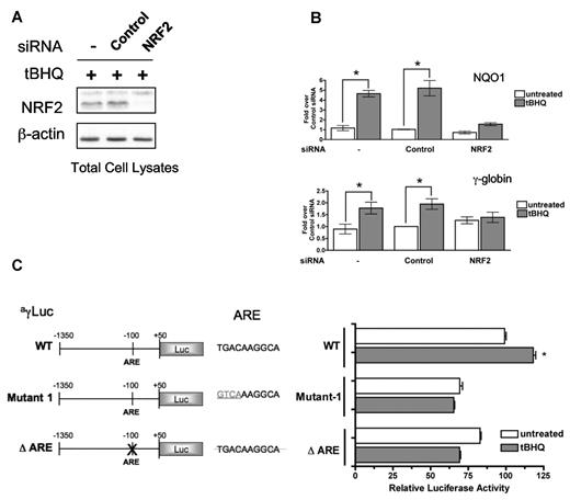 Figure 3. siRNA knockdown of NRF2 or mutation of the ARE element inhibit tBHQ induction of γ-globin gene expression. siRNA specific for NRF2 was transiently transfected into K562 cells. At 24 hours later, cells were treated with tBHQ for 12 hours before RNA isolation. Control siRNA and mock transfection (−) were used as controls. (A) Western blot analysis of total cellular NRF2 protein after siRNA transfection and tBHQ treatment. (B) Effect of NRF2 siRNA on tBHQ induction of NQO1 and γ-globin mRNA. Results of real-time PCR are presented as relative mRNA expression normalized to untreated control siRNA. (C) ARE element is required for tBHQ induction. Forty micrograms of WT or mutant ARE constructs were electroporated with 10 μg of pCMVGLuc control vector into K562 cells. tBHQ was added to a final concentration of 25μM at 24 hours after transfection and harvested at 48 hours. WT-untreated vector was set to 100%. Transfection efficiency was controlled for by normalizing to pCMVGLuc signal. Error bars represent ± SEM. P values are calculated relative to untreated controls. *P < .05.