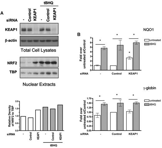 Figure 4. siRNA suppression of KEAP1 levels enhance NRF2 nuclear translocation and tBHQ induced γ-globin mRNA expression. siRNA specific for KEAP1 was transfected into K562 cells. At 24 hours later, cells were treated with tBHQ at 25μM for 24 hours before protein and RNA isolation. Control siRNA and mock transfection (−) were used as controls. (A) Western blot analysis of total cellular KEAP1 protein and nuclear NRF2 protein levels. Bottom: Densitometric analysis of NRF2 nuclear protein relative to TATA binding protein (TBP) normalized to the untreated control. (B) Effect of KEAP1 siRNA on tBHQ induction of NQO1 and γ-globin mRNA levels. Results of real-time PCR are expressed as relative mRNA levels normalized to the untreated mock transfected control. Densitometric analysis was performed with Image J software. P values compare tBHQ treated control siRNA with tBHQ treated KEAP1 siRNA. *P < .05.