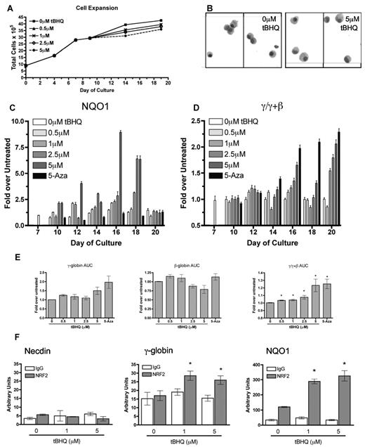 Figure 5. tBHQ increases γ-globin mRNA and NRF2 binding to the γ-globin promoter in primary human erythroid cells. Human CD34+ peripheral blood cells were treated with tBHQ during in vitro erythroid differentiation. The effects of increasing concentrations of tBHQ were determined for (A) cell expansion and (B) cytospins from untreated and cells treated with 5μM tBHQ at end of differentiation (day 20). (C) NQO1 gene expression at specific time points during differentiation relative to untreated n = 3, (D) γ/γ+β mRNA at specific time points during differentiation relative to untreated, n = 3. (E) tBHQ dose response on γ, β and γ/(γ + β) mRNA expressed as the AUC for each dose n = 3, 5-Aza was used as a positive control for γ-globin mRNA induction (panels C and D). Error bars represent ± 1 SD. (F) ChIP analysis of CD34+ cells on day 13 of differentiation treated with 0, 1, and 5μM tBHQ. Quantitative real-time PCR was performed on immunoprecipitated DNA with the use of primers that flank the ARE region in the γ-globin promoter. The NQO1 promoter was used as a positive control and necdin promoter was used as a negative control. n = 2, *P < .05 compared with untreated. Photomicrographs were taken using a Nikon eclipse 80i camera at 10× magnification and Qcapture v2.7.3 software.