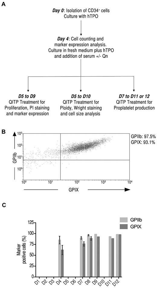 Figure 1. Detection of megakaryocytic markers on Mks derived from CD34+ cells in culture. (A) Experimental protocol for the culture conditions used. CD34+ cells were isolated from human mobilized peripheral blood samples cultured in the presence of TPO (50 ng/mL) for 4 days, washed, counted, and cultured for up to 12 days. D indicates days from the start of culture. (B) Cultured cells were stained with anti-human CD41-FITC and CD42a-Alexa Fluor 647 simultaneously and analyzed by flow cytometry. Shown is the dot-plot profile of GPIIb and GPIX double-positive Mks on day 8 of culture. (C) Kinetic expression of GPIIb (light gray) and GPIX (dark gray) on Mks on days 4, 7, 8, 9, 11, and 12 of culture. The graph shows the means ± SD.