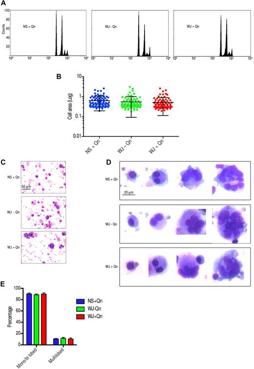 Figure 6. Treatment of Mks with QITP serum plus drug does not affect endomitosis. Cultured CD34+ cells were treated on day 4 with QITP serum + Qn or with controls (QITP serum − QN or NS + Qn) and analyzed after 5 or 6 days in culture. (A) Mks stained with anti-GPIIb antibody and PI in hypotonic citrate buffer. The DNA content of the GPIIb+ population was analyzed by flow cytometry. No differences were observed among the groups analyzed. (B) Mks stained with anti-GPIX antibody conjugated to Alexa Fluor 488 and imaged by confocal microscopy. Cells were chosen randomly (n = 94) and their area calculated using ImageJ software. The graph shows the mean ± SD. No significant differences were observed. (C) Cultured Mks centrifuged onto slides, stained for morphology with Wright/Giemsa staining, and imaged with a Zeiss Axioskop microscope and AxioVision 3.1 software (10× objective using an Axiocam camera; Zeiss). Scale bar indicates 50 μm. (D) Mks at different stages of development (20× objective). Bar indicates 20 μm. Images were cropped and revised using Adobe Photoshop CS5. (E) Percentage of monolobed, bilobed, or multilobed Mks calculated by randomly selecting 750 cells from each treatment group. The graph shows the percentage ± SD.