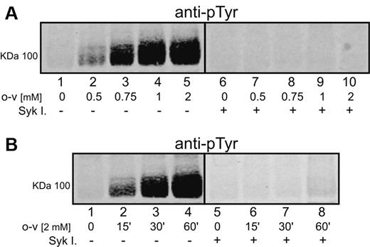 Figure 1. Effect of o-vanadate and Syk inhibitors on phosphorylation of band 3 in intact human erythrocytes. Proteins were separated by 8% SDS-PAGE, after which band 3 phosphorylation was analyzed by Western blotting using an anti-phosphotyrosine (anti-pTyr) antibody. Erythrocytes were treated for 1 hour with different concentrations of o-vanadate (o-v; A) and for different incubation times (B) with 2mM o-vanadate in the absence (panel A lanes 1-5; panel B lanes 1-4) or presence (panel A lanes 6-10; panel B lanes 5-8) of Syk inhibitors II and IV (Syk I). Images were acquired using a laser infrared fluorescence detector (Odyssey; LI-COR Biosciences).