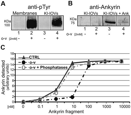 Figure 2. Effect of band 3 tyrosine phosphorylation on the ability of erythrocyte membrane KI-IOVs to bind ankyrin. Proteins were separated by 8% SDS-PAGE and analyzed by Western blotting using anti-phosphotyrosine (anti-pTyr) and anti-ankyrin antibodies. (A) Analyzed membrane proteins and KI-IOVs were obtained from control (lanes 1 and 3) and 2mM o-vanadate–treated (lanes 2 and 4) erythrocytes. (B) KI-IOVs obtained from control and o-vanadate–treated erythrocytes before (lanes 1 and 2) and after (lanes 3 and 4) incubation with the D3D4 domain of ankyrin (1nM). Quantification of ankyrin binding to KI-IOVs obtained from untreated (CTRL) and o-vanadate–treated erythrocytes in the absence (o-v) or presence of 6 μL of (400 units) λ phosphatase (o-v + Phosphatases) after incubation with different concentrations of the ankyrin fragment. (C) Quantitative densitometry of ankyrin was performed using a laser infrared fluorescence detector (Odyssey; LI-COR Biosciences) with Odyssey V3.0 software and is expressed as arbitrary fluorescence units.