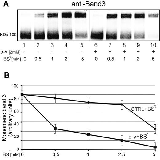 Figure 6. Effect of o-vanadate on the ability of BS3 to cross-link band 3 into high–molecular weight aggregates. Erythrocytes were treated in the presence (lanes 1-5) or absence (lanes 6-10) of 2mM o-vanadate, and then exposed to increasing concentrations of BS3 (0.5-5mM) before preparation of ghosts and analysis of the molecular weights of band 3 species present by polyacrylamide gel electrophoresis followed by Western blotting (A). The bands in panel A were quantified by densitometry using a laser infrared fluorescence detector (Odyssey; LI-COR Biosciences) with Odyssey V3.0 software and plotted against BS3 concentration (B). Lanes 1-5 (without o-vanadate) are plotted in the top curve (CTRL + BS3) and lanes 6-10 (with o-vanadate) are plotted in the bottom curve (o-v + BS3). Band density is expressed as arbitrary fluorescence units and values are means of 3 separate experiments. Bars represent SD from the mean.