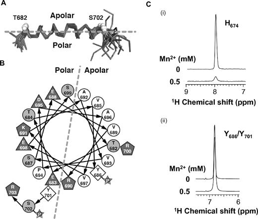 Figure 2. Structure of PECAM659-711 in the presence of DPC. (A) Cα backbone trace representation of the NMR ensemble of 20 structures superimposed over residues 682-701. Unstructured residues 659-679 and 706-711 are not shown for clarity. (B) Helical wheel diagram illustrating the amphipathic nature of the DPC-stabilized structure. Hydrophobic (white circles), polar (gray circles), and charged (gray polygons) residues are labeled by amino acid type and number. (C) One-dimensional 1H slices from aromatic 1H-13C HSQC spectra of PECAM659-711 in the presence of DPC show that addition of 0.5mM Mn2+ induces broadening of the resonance of the histidine (H674) side chain, which is located outside the membrane-interacting region (i), but not of the tyrosine (Y686/Y701) side chains, which are located within the membrane-interacting region (ii).