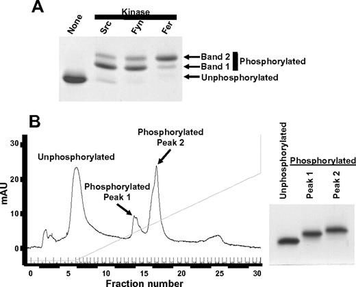 Figure 3. Purification of unphosphorylated and phosphorylated recombinant PECAM-1 cytoplasmic domain species for mass spectrometric analysis. The vector encoding PECAMcyto-FP was modified to change tyrosine residues at positions 636 and 701 of the PECAM-1 cytoplasmic domain to phenylalanine (PECAM594-711Y636,701F) and used to transform Escherichia coli. Protein expression was induced with IPTG, and PECAM594-711Y636,701F was purified as described in supplemental Figure 1. (A) Purified PECAM594-711Y636,701F was left unphosphorylated or subjected to in vitro phosphorylation by Src, Fyn, or Fer tyrosine kinase. Unphosphorylated and phosphorylated PECAM594-711Y636,701F were separated by SDS-PAGE and stained with Coomassie blue. Note that phosphorylated PECAM594-711Y636,701F migrated as 2 species with slightly higher apparent molecular weights than unphosphorylated PECAM594-711Y636,701F on SDS-PAGE. (B) (Left) Unphosphorylated and Fer kinase-phosphorylated PECAM594-711Y636,701F were subjected to ion exchange chromatography to enable purification of unphosphorylated PECAM594-711Y636,701F and separation of the 2 species of phosphorylated PECAM594-711Y636,701F (peak 1 and peak 2) from one another. (Right) Coomassie-stained SDS-PAGE gel showing the purity of unphosphorylated and phosphorylated peaks 1 and 2 of PECAM594-711Y636,701F. mAU indicates milliabsorbence units.