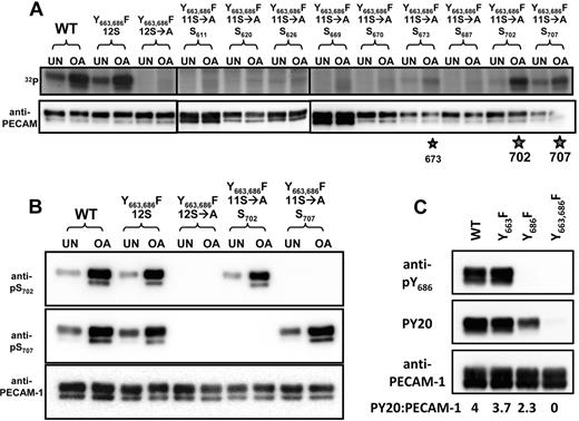 Figure 5. Identification of PECAM-1 serine phosphorylation sites and characterization of phosphoserine-specific antibodies. (A) Identification of S702 and S707 as major sites of PECAM-1 serine phosphorylation. Levels of incorporation of radiolabeled phosphate (32P) into PECAM-1 immunoprecipitated from untreated (UN) or OA-treated HEK cells expressing WT or mutant forms of human PECAM-1. Mutant forms of PECAM-1 included Y663,686F(12S), in which tyrosine residues at positions 663 and 686 were substituted with phenylalanine; Y663,686F(12S→A), which contained the tyrosine-to-phenylalanine substitutions, as well as substitution of alanine for all 12 serine residues; and Y663,686F(11S→A), which contained the tyrosine-to-phenylalanine substitutions at positions 663 and 686, as well as serine-to-alanine substitutions at all but 1 position. At 5 of these positions (620, 670, 687, 702, and 707), serine was found in all of the species in which PECAM-1 had thus far been sequenced, and at 4 of these positions (611, 626, 669, and 673), serine was less well conserved (D.K.N., unpublished observations). Note that the WT and Y663,686F(12S), but not Y663,686F(12S→A), forms of PECAM-1 were phosphorylated in both untreated and OA-treated HEK 293T cells. Reintroduction of single serine residues revealed preferential serine phosphorylation of PECAM-1 at positions 702 > 707 ≫ 673 (★). (B) Characterization of PECAM-1 pS702- and pS707-specific polyclonal antibodies. Western blot analysis of PECAM-1 immunoprecipitates from HEK 293T transfectants described in panel A revealed that affinity-purified rabbit polyclonal anti-pS702 (top) and anti-pS707 (middle) IgGs both recognized WT and Y663,686F(12S) but not Y663,686F(12S→A) forms of PECAM-1. Reintroduction of a single serine residue at position 702 restored recognition of PECAM-1 by the pS702-specific but not the pS707-specific IgG. Similarly, reintroduction of a single serine residue at position 707 restored recognition of PECAM-1 by the pS707-specific but not the pS702-specific IgG. The presence of PECAM-1 in all PECAM-1 immunoprecipitates was confirmed by binding of a phosphorylation-independent PECAM-1-specific antibody (bottom). (C) Characterization of the PECAM-1 pY686-specific polyclonal antibody. Western blot of PECAM-1 immunoprecipitates from HEK 293T cells transfected with WT, Y663F, Y686F, or Y663,686F mutant forms of PECAM-1 revealed that rabbit polyclonal anti-pY686 (top) recognized WT and Y663F but not Y686F or Y663,686F forms of PECAM-1. Tyrosine phosphorylation of WT, Y663F, and Y686F but not Y663,686F forms of PECAM-1 was confirmed by Western blot analysis with pY20 (middle). The presence of PECAM-1 in all PECAM-1 immunoprecipitates was confirmed by binding of a phosphorylation-independent PECAM-1–specific antibody (bottom).