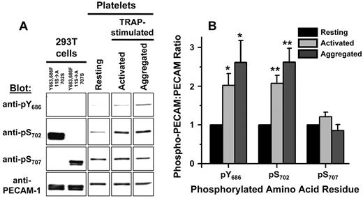 Figure 6. PECAM-1 Y686 and S702 are inducibly phosphorylated, whereas Y707 is constitutively phosphorylated, in human platelets. (A) Left 2 lanes: Western blot analysis of PECAM-1 immunoprecipitates from HEK 293T transfectants expressing Y663,686F(11S→A)702S or Y663,686F(11S→A)707S forms of PECAM-1, which cannot be recognized by the pY686-specific antibody because of the Y686F substitution, demonstrated that recognition of PECAM-1 by pS702- and pS707-specific antibodies depended on the presence of a serine residue at position 702 or 707, respectively. The presence of PECAM-1 in all PECAM-1 immunoprecipitates was confirmed by binding of a phosphorylation-independent PECAM-1–specific antibody. Right 3 lanes: Representative Western blots illustrate stronger binding of pY686- and pS702-specific antibodies to PECAM-1 immunoprecipitated from thrombin receptor activating peptide (TRAP)–activated or TRAP-aggregated platelets relative to resting platelets. In contrast, pY707-specific antibodies bound equally well to PECAM-1 immunoprecipitated from resting or TRAP-activated or TRAP-aggregated platelets. Immunoprecipitation of equal amounts of PECAM-1 from resting or TRAP-activated or TRAP-aggregated platelets was confirmed by binding of a phosphorylation-independent PECAM-1–specific antibody. (B) Quantitative analysis of PECAM-1 pY686, pS702, and pS707 levels in resting, TRAP-activated, and TRAP-aggregated human platelets. Western blot band intensities were determined by densitometric analysis, and the ratios of phosphorylated PECAM-1 to total PECAM-1 were calculated. For each antibody, ratios were normalized to values observed in resting platelets. The means ± SEM calculated from 3 independent experiments are shown. *P < .05, **P < .01 relative to resting platelets.