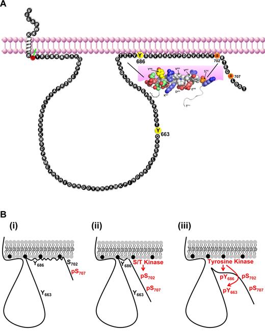 Figure 7. Hypothetical model for regulation of PECAM-1 tyrosine phosphorylation and inhibitory function by PECAM-1 cytoplasmic domain interactions with the plasma membrane. (A) Schematic diagram representing membrane proximity of amino acids within the human PECAM-1 cytoplasmic domain. Amino acids are identified with the single-letter code, and numbering is based on the sequence of the mature human protein. ITIM tyrosine residues are shown in yellow, and the serine residues that are susceptible to inducible (S702) and constitutive (S707) phosphorylation in platelets are shown in orange. The juxtamembrane cytoplasmic cysteine residue that is susceptible to palmitoylation is shown in red. A segment of the PECAM-1 cytoplasmic domain that spans amino acid residues T682-S702 forms an amphipathic helix that participates in plasma membrane interactions. Important features of the membrane-interacting segment are that it (1) is bordered by the inducibly phosphorylated serine residue (S702), (2) encompasses the C-terminal ITIM tyrosine residue (Y686), and (3) excludes the N-terminal tyrosine residue (Y663). (B) Model for regulation of PECAM-1 cytoplasmic domain phosphorylation by reversible plasma membrane association. (i) In resting platelets, the PECAM-1 cytoplasmic domain, which is constitutively phosphorylated on S707, binds to the plasma membrane via interactions between hydrophobic amino acids and neutral phospholipids (gray) and between positively charged amino acids and negatively charged phospholipids (black). (ii) Activation of a serine/threonine (S/T) kinase in activated platelets results in phosphorylation of S702, which initiates dissociation of the membrane-interacting segment from the plasma membrane and exposes the C-terminal ITIM tyrosine residue (Y686). (iii) Activation of a tyrosine kinase in aggregated platelets results in phosphorylation of Y686, which enables subsequent phosphorylation of the N-terminal ITIM tyrosine residue (Y663). Phosphorylation of both ITIMs supports SHP-2 binding and PECAM-1 inhibitory function.
