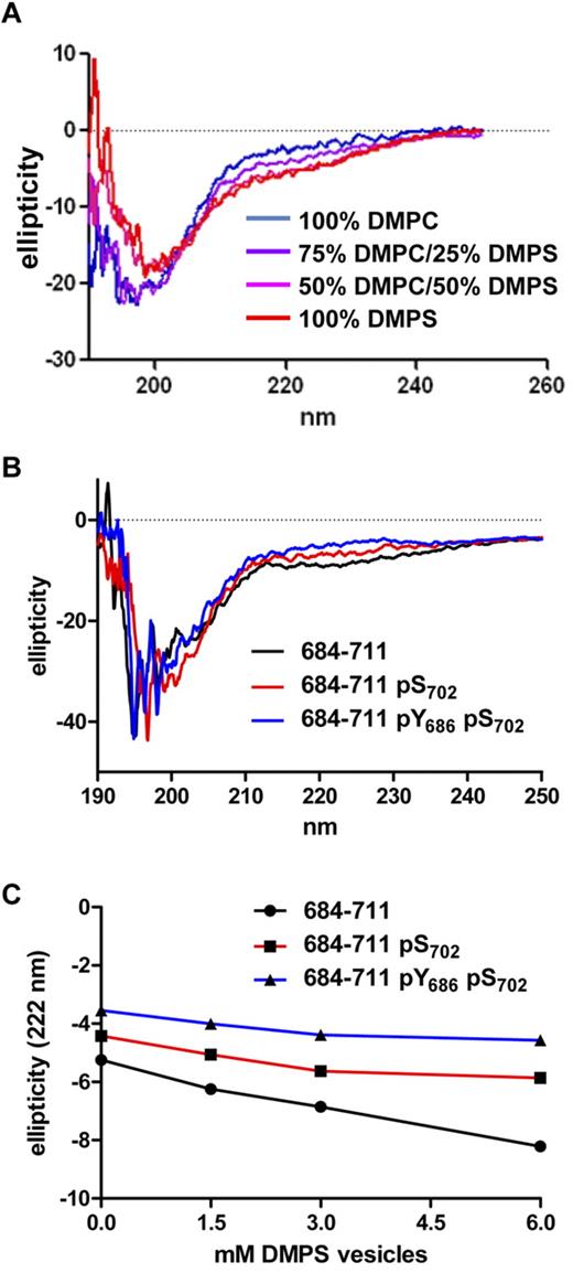 Figure 8. The presence of pS702 and pY686 within a segment of the PECAM-1 cytoplasmic domain spanning residues 684-711 affects its interaction with anionic phospholipid-containing vesicles. (A) CD spectra of PECAM-1684-711 in the presence of lipid vesicles (6mM) that contained 100% DMPC, decreasing amounts of DMPC and increasing amounts of DMPS, or 100% DMPS. Note that PECAM-1684-711 exhibited decreased ellipticity at 208 and 222 nm in the presence of vesicles that contained increasing amounts of DMPS relative to vesicles that contained 100% DMPC or buffer alone, which is consistent with increased α-helical content in the presence of anionic phospholipids. (B) CD spectra of PECAM-1684-711 peptides that contained no phosphorylated residues (684-711) phosphoserine at position 702 (684-711 pS702), or both phosphoserine at position 702 and phosphotyrosine at position 686 (684-711 pY686 pS702) in the presence of vesicles (6mM) that contained 100% DMPS. (C) CD ellipticity measurements at 222 nm of unphosphorylated, pS702-containing, or pY686- and pS702-containing PECAM-1684-711 peptides in the presence of increasing concentrations of vesicles (0-6mM) composed of 100% DMPS. Note that the magnitude of the drop in ellipticity at 222 nm was most dramatic with unphosphorylated peptide (slope −0.48), reduced with the peptide that contained pS702 (slope −0.23), and almost absent with the peptide that contained both pY686 and pS702 (slope −0.16). Linear regression analysis revealed that differences between the slopes of the lines were very significant (P < .01). These results indicate that the phosphorylated peptides were increasingly insensitive to DMPS-induced α-helix formation.
