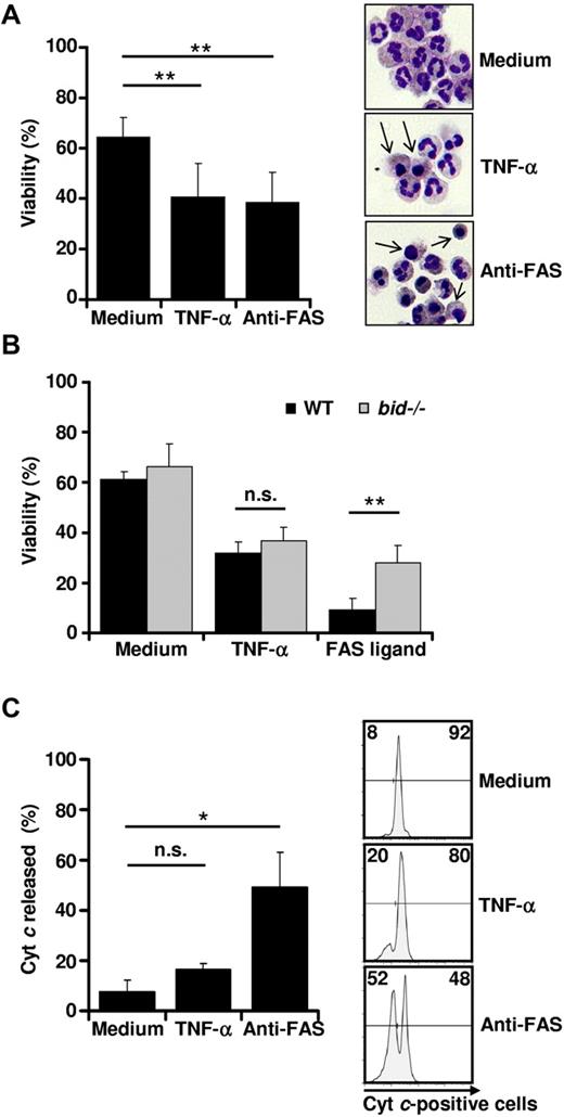 Figure 1. TNF-α induces neutrophil apoptosis independently of Bid. (A) TNF-α stimulation results in neutrophil cell death. Primary human neutrophils were stimulated with TNF-α (50 ng/mL) or anti-FAS antibody (1 μg/mL). Twenty-four hours after neutrophil isolation, viability was assessed by ethidium bromide staining and flow cytometry (n > 10) (left panel). Eight hours after neutrophil isolation, neutrophils were harvested on glass plates, fixed, and stained. Neutrophils with apoptotic features are marked with arrows. A representative section in 1 of 4 independent experiments is shown (right panel). (B) TNF-α–induced murine neutrophil death is independent of Bid. After isolation of neutrophils from wild-type or bid−/− mice, cells were left untreated or stimulated with TNF-α (50 ng/mL) or FAS ligand (100 ng/mL). After 24 hours of culture, neutrophil apoptosis was assessed by annexin V–propidium iodide staining and flow cytometry (n = 5). (C) Cytochrome c is not released in TNF-α–stimulated neutrophils. Primary human neutrophils were stimulated with TNF-α or anti-FAS antibody for 4 hours. Cytochrome (Cyt) c release from mitochondria was analyzed by flow cytometry. Shown are a quantification of cytochrome c release (n = 3) (left panel) and representative flow cytometry diagrams (right panel).