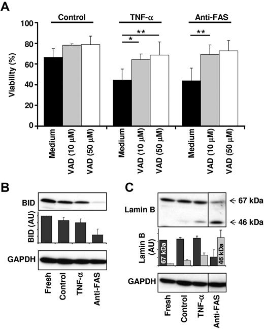 Figure 2. TNF-α–induced neutrophil apoptosis is dependent on effector caspase activity. (A) Caspase inhibition before TNF-α stimulation results in neutrophil survival. Primary human neutrophils were pretreated with vehicle (Medium) or 10 or 50μM pan-caspase inhibitor VAD in control, TNF-α-treated, and anti-FAS antibody–treated neutrophils. Viability was assessed by ethidium bromide staining and flow cytometry after 24 hours of stimulation (n = 3 for 50μM VAD; n = 7 for 10μM VAD). (B) Caspase-8 is not activated after TNF-α stimulation. Caspase-8 activity was assessed by immunoblot analysis of BID processing. Neutrophils were harvested immediately (Fresh) or left untreated (Control) and stimulated with TNF-α (20 ng/mL) or anti-FAS antibody (1 μg/mL) for 4 hours. A representative immunoblot is shown and BID protein expression levels were quantified relative to the fresh sample (n = 3). (C) Effector caspases are activated after TNF-α stimulation. Total effector caspase activity was assessed by immunoblot analysis of lamin B processing. Neutrophils were treated as in panel B. A representative immunoblot is shown. Lamin B protein expression levels were quantified relative to the 67-kDa lamin B band in the fresh sample (n = 2).