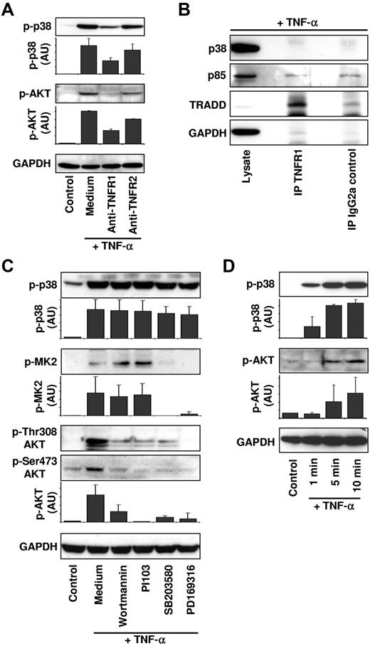 Figure 4. PI3Ks are activated by p38 downstream of TNFR1. (A) p38 and PI3Ks are activated downstream of TNFR1. Neutrophils were kept untreated (Control, Medium) or incubated with 10 μg/mL of anti-TNFR1 or anti-TNFR2 antibodies for 90 minutes. Cells were subsequently stimulated with 50 ng/mL of TNF-α for 15 minutes and cell lysates were analyzed as in Figure 3C. A representative immunoblot is shown, and protein expression levels were quantified relative to the control condition (n = 3). (B) Neither class IA PI3Ks nor p38 is associated with activated TNFR1. Human neutrophils were stimulated with 20 ng/mL of TNF-α for 5 minutes. The lysates were incubated with anti-TNFR1 antibody (H398) or IgG2a control antibody. Immunoblots were probed for p38, the PI3K class IA regulatory subunits p85α/p85β (p85), TRADD, and GAPDH (n = 3). IP indicates immunoprecipitation. (C) p38 is upstream of PI3K activation. Neutrophils were treated for 90 minutes with vehicle (Control, Medium), with the PI3K inhibitors wortmannin (100nM) and PI103 (100nM), or with the p38 inhibitors SB203580 (1μM) and PD169316 (10μM) before TNF-α (50 ng/mL) stimulation. Immunoblots were probed for phosphorylated Thr308 and Ser473 AKT, phosphorylated Thr180 and Tyr182 p38, phosphorylated Thr334 MK2, and GAPDH. A representative immunoblot is shown. Protein expression levels were quantified relative to the control condition (n ≥ 3). (D) Phosphorylation of p38 precedes phosphorylation of AKT. Neutrophils were stimulated for the indicated times with 50 ng/mL of TNF-α. Cell lysates were analyzed by immunoblotting for phosphorylated Ser473 AKT or phosphorylated Thr180/Tyr182 p38. GAPDH protein levels were analyzed as loading controls. A representative immunoblot is shown. Protein expression levels were quantified relative to the control condition (n = 3).