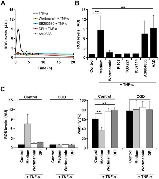 Figure 5. p38 and class IA PI3K mediate neutrophil apoptosis by controlling ROS generation. (A) Inhibition of p38 or PI3Ks before TNF-α stimulation abolishes ROS generation. Time course of ROS generation after TNF-α and FAS antibody stimulation. Neutrophils were pretreated with vehicle or 100nM wortmannin, 10μM SB203580, or 20μM of the NADPH oxidase inhibitor DPI before TNF-α stimulation (50 ng/mL). Cells were also treated with anti-FAS antibody (n > 5). (B) Class IA PI3Ks control ROS generation after TNF-α stimulation. Neutrophils were treated with vehicle (Control, Medium), diverse class IA PI3K inhibitors (for concentrations, see Figure 3B), or 10μM of the pan-caspase inhibitor VAD before TNF-α stimulation (50 ng/mL) (n > 5, except pretreatment with AS604850, where n = 2). (C) Inhibition of PI3Ks does not affect the viability of neutrophils derived from CGD patients. Neutrophils from 3 different CGD patients (who lack a functional NADPH oxidase) were analyzed for ROS generation (left panel) and for viability (right panel; ethidium bromide staining and flow cytometry) after PI3K or NADPH oxidase inhibition and TNF-α stimulation.