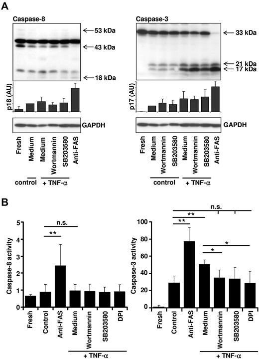 Figure 6. Essential role of ROS for caspase-3 activity after TNF-α stimulation. (A) Inhibition of p38 or PI3Ks does not affect caspase-8 or caspase-3 cleavage. Primary human neutrophils were incubated in the presence or absence of the p38 inhibitor SB203580 (1μM) or the PI3K inhibitor wortmannin (100nM) for 1 hour, and then stimulated with TNF-α (50 ng/mL) or anti-FAS antibody. Cells were harvested after 4 hours for analysis of caspase-8 processing (left panel) or 8 hours for analysis of caspase-3 processing (right panel) of culture. A representative immunoblot is shown, and protein expression levels of the active fragment p18 and p17, respectively, were quantified relative to the fresh sample (n = 4). (B) Caspase-3, but not caspase-8, activity is controlled by ROS. Caspase-8 (IETDase) and caspase-3 (DEVDase) activities were assessed by a colorimetric or fluorometric in vitro caspase activity assay. Neutrophils were harvested immediately after isolation (Fresh), left untreated (Control), or incubated with 20μM DPI, 100nM wortmannin, or 1μM SB203580 before stimulation with TNF-α (50 ng/mL). Neutrophils were also stimulated with 1 μg/mL of anti-FAS antibody. Cells were harvested and lysed at 4 hours for analysis of caspase-8 activity or at 8 hours for analysis of caspase-3 activity. Caspase-8 and caspase-3 activities are shown relative to the caspase activity detected in fresh neutrophil lysates (set as 1) (n ≥ 3).