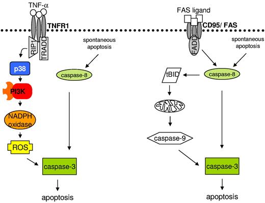 Figure 7. Working model of TNF-α- and FAS ligand–induced neutrophil apoptosis. Left panel shows that TNFR1 ligation results in p38 activation. p38 further activates the PI3K signaling pathway and ROS generation. ROS increase caspase-3 activity, leading to apoptosis. Right panel shows that ligation of FAS results in caspase-8 processing, which further activates caspase-3 and BID. BID cleavage launches the mitochondrial amplification loop, leading to mitochondrial outer membrane permeabilization, cytochrome c release, apoptosome formation, and caspase-3 activation, resulting in apoptosis.