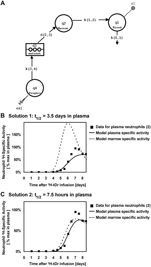 Figure 1. Tracking neutrophils from bone marrow to blood, modeling using built-in components in SAAM II. (A) Model describing the flux of labeled neutrophils through the hematopoiesis system, using built-in components in SAAM II. Distribution of labeled neutrophils between marrow and blood assuming blood half-lives of (B) 3.5 days and (C) 7.5 hours. In both cases, the model fits the specific activity in the plasma neutrophils to published specific activity measurements for thymidine-tagged neutrophils in circulation.2