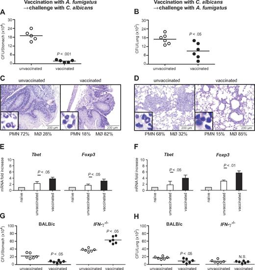 Figure 5. Cross-protection between A fumigatus and C albicans in mice is mediated by TH1 immunity. (A,C,E,G) Cross-protection by A fumigatus against gastrointestinal candidiasis. Mice treated with resting A fumigatus conidia intranasally a week before intragastric injection with Calbicans show reduced fungal growth (A), inflammatory cell recruitment (insets), and acanthosis compared with untreated animals (C). (B,D,F,H) Cross-protection by C albicans against invasive pulmonary aspergillosis. Mice treated with C albicans intragastrically a week before intranasal injection of resting A fumigatus conidia show reduced fungal growth (B) and inflammatory cell recruitment and amelioration of lung inflammatory pathology compared with untreated animals (D). (E-F) Infection with A fumigatus (E) or with C albicans (F) showed a significant increase in protective TH1 and regulatory T cells. (G-H) Cross-protection between A fumigatus and C albicans is dependent on IFN-γ. IFN-γ–deficient mice treated with A fumigatus (G) or C albicans (H) show no reduced fungal growth in the lungs or the stomach, respectively. The reduced fungal burden in IFN-γ–deficient mice is because of compensatory cytokines. Shown are fungal growth (CFUs/organ, mean ± SE), stomach (C) and lung histology (D), differential cell counts in cytospin preparations from stomachs (C) and lungs (D) and transcription factor mRNA expression in CD4+ T cells from mesenteric (candidiasis, E) or thoracic (aspergillosis, F) lymph nodes a week after infection. Shown are the results of one representative experiment of 3 independent experiments (for in vivo data) or pooled from 3 experiments (for in vitro assays). Bars represent SE. Photographs were taken using a high-resolution Olympus BX51 microscope, using Olympus Cell P 3.3 software. P, vaccinated versus unvaccinated animals.