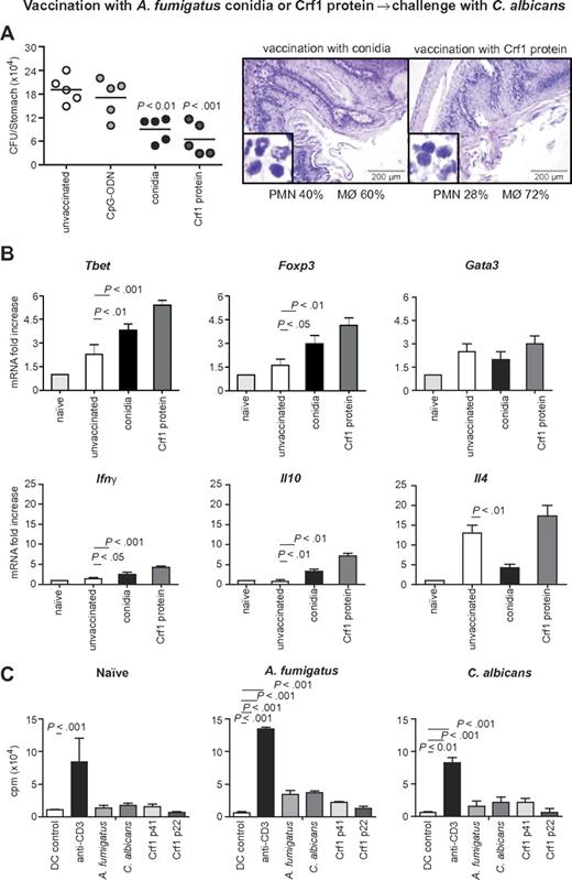 Figure 6. Aspergillus fumigatus Crf1 protein mediates cross-protection to C albicans. Mice were vaccinated intranasally with resting A fumigatus conidia 14 days before infection or with purified Crf1 protein and murine CpG oligodeoxynucleotide 1862 14, 7, and 3 days before intragastric infection with C albicans. Note the reduced fungal growth, inflammatory cell recruitment (A, insets), and acanthosis in mice vaccinated with A fumigatus conidia or Crf1 protein as opposed to control mice shown in Figure 5C. Panel B shows the increase in protective TH1 and regulatory T-cell transcription factors and cytokine levels in vaccinated mice with A fumigatus conidia or the Crf1 protein, whereas the levels of TH2 transcription factors and cytokines remain unchanged. Shown are fungal growth (CFUs/organ, mean ± SE), stomach histology, differential cell counts in cytospin preparations from stomachs, and transcription factor and cytokine mRNA expression in CD4+ T cells from mesenteric lymph nodes a week after infection with C albicans. Shown are the results of one representative experiment of 3 independent experiments (for in vivo data) or pooled from 3 experiments (for in vitro assays). Bars represent SE. Photographs were taken using a high-resolution Olympus BX51 microscope, using Olympus Cell P 3.3 software. P, vaccinated vs unvaccinated animals. (C) Proliferation of purified CD4+ spleen cells from untreated mice or animals vaccinated with A fumigatus or C albicans in response to control DCs, anti-CD3ϵ antibody, heat-inactivated A fumigatus or C albicans, or A fumigatus Crf1 p41 and p22 peptides. The data are expressed as mean counts per minute ± SE of triplicate cultures. P, stimulated vs control DCs.