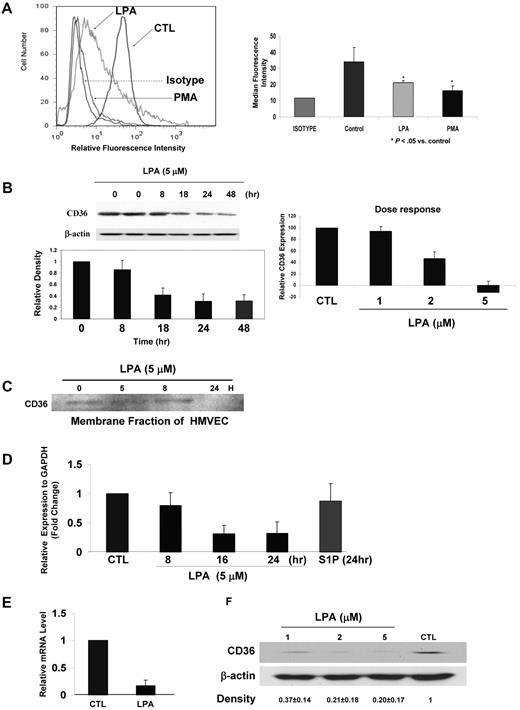 Figure 1. LPA down-regulates CD36 expression in human and mouse MVECs. (A) Representative flow cytometry histogram (left) of human MVECs after exposure in complete medium to LPA (50μM), PMA (100 ng/mL), or vehicle control (CTL) for 36 hours. Cells were analyzed with FITC-conjugated anti-CD36 IgG. An isotype-matched nonimmune IgG was used as a control (brown). On the right is a bar graph showing means ± SD of CD36 median fluorescence intensity for triplicate experiments (P < .05). (B) Time course (left) and dose response (right) of CD36 down-regulation in MVECs exposed to LPA. The time course was done using 5μM LPA, and dose response was assessed at 24 hours. In both cases cells were grown first to 90% confluence and then incubated overnight in “basic” medium containing 1% FBS before addition of LPA. The inset shows a representative blot. The bar graph for the time course shows means ± SEM of band densities (normalized to β-actin control) for 3 independent experiments. The 48-hour bar on the time course indicates relative expression 48 hours after initiation of LPA exposure; in this experiment the LPA-containing medium was removed after 24 hours and replaced with complete medium for an additional 24 hours. The dose response (right panel) was determined by flow cytometry as in panel A. Mean fluorescence intensities relative to the isotype control were obtained for each treatment, and the fluorescence intensity from cells not exposed to LPA was set as 100. (C) Membrane fractions of human MVECs exposed to LPA were obtained by differential centrifugation and then analyzed by Western blot for CD36 expression as in panel B. (D) Quantitative real-time PCR for CD36 mRNA from HMVECs exposed to LPA (5μM) or S1P (1μM) for timed periods from 8 to 24 hours. Data are expressed relative to a control transcript, GAPDH and the mean value for untreated samples were set to 1, and the bar graph shows mean ± SEM of 3 independent experiments. (E) CD36 mRNA transcription (nuclear run-on) assays performed on nuclei isolated from human MVECs treated with LPA (5μM) or vehicle control for 24 hours. Nuclei were incubated with ATP, CTP, GTP, and biotin-16-UTP (2.5mM) at 30°C for 45 minutes, and the biotinylated transcripts were then purified and used for cDNA synthesis and real-time PCR. Data are presented as relative mRNA levels of CD36 compared with GAPDH and are mean ± SEM from n = 3. (F) Mouse cardiac MVEC CD36 protein expression detected by Western blot of whole-cell lysates 24 hours after exposure to LPA (1-5μM). Blots were performed as in panel B using anti-CD36 antibody and then stripped and reprobed with anti–β-actin as a loading control. The gel is representative of 3 separate experiments, and numbers below it show the mean band density ± SD compared with the control lane.