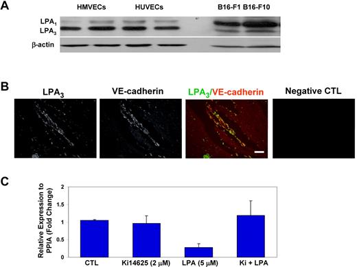 Figure 2. LPA receptors LPA1 and LPA3 regulate CD36 MVEC expression. (A) Lysates prepared from confluent cultures of human umbilical vein endothelial cells (HUVECs), HMVECs and 2 strains of murine B16 melanoma cells were analyzed by Western blot using an antibody that recognizes LPA1 (top band) and LPA3 (bottom band). Blots were stripped and reprobed with anti–β-actin as a loading control. (B) Matrigel containing FGF-2 was injected subcutaneously into mice, and after 10 days the plugs were removed, sectioned, and analyzed by indirect immunofluorescence microscopy with a Leica DM-RXE microscope equipped with a 10×/0.30 NA objective using antibodies to LPA3 (green) or VE-cadherin (red). A representative merged image is shown in the third panel. The far right image shows a control (CTL) with secondary antibody alone. Scale bar = 100 μm. (C) HMVECs were pretreated with the LPA1,3 antagonist Ki14625 (Ki; 2μM) or vehicle control followed by LPA (5μM) for 24 hours. Quantitative real-time PCR of CD36 mRNA was then done as in Figure 1D. Data are expressed relative to a control transcript, PPIA. The mean value for untreated samples was set to 1, and the bar graph shows mean ± SEM of 3 independent experiments.