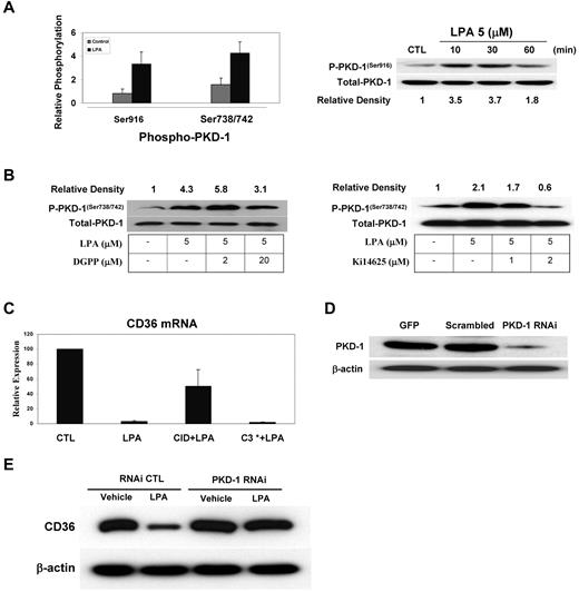 Figure 3. PKD-1 mediates LPA-induced down-regulation of CD36. (A) HMVECs were exposed to LPA (5μM) or vehicle control for 30 minutes, and then cell lysates were prepared and analyzed by Western blot using antibodies specific for PKD-1 phosphorylated (P-PKD-1) at Ser916 or Ser738/742. Blots were stripped and reprobed with an antibody to total PKD-1 as a loading control. The bar graph shows relative phosphorylation levels (mean ± SEM) from 3 independent experiments. The blot is a representative image of a time course of Ser916 phosphorylation. Relative band densities are shown below the blot. (B) MVECs were treated with the LPA3 antagonist DGPP (2-20μM) or the LPA1,3 antagonist Ki14625 (1-2μM) for 30 minutes followed by LPA (5μM) for 30 minutes. Western blots for phospho–PKD-1 (Ser738/742) were performed as in panel A. Relative band densities are shown above the blot. (C) MVECs were pretreated with a selective PKD inhibitor, CID 755673 (CID; 25μM), or C3 transferase (C3*; 5 μg/mL) for 30 minutes followed by LPA (5μM) for 24 hours. Quantitative real-time PCR for CD36 mRNA was then performed as in Figure 1, and relative CD36 expression was normalized with PPIA. (D) Lysates from MVECs transfected with pmaxGFP (GFP), scrambled RNAi plasmids (Scramble), or pSUPER PKD-1 RNAi were analyzed by Western blot using an antibody to PKD-1. Blots were stripped and reprobed with anti–β-actin as the loading control. (E) MVECs transfected with RNAi plasmids as in panel D were treated with LPA (5μM) for 24 hours and analyzed by Western blot for CD36 expression. Blots were stripped and reprobed with anti–β-actin as the loading control (CTL).