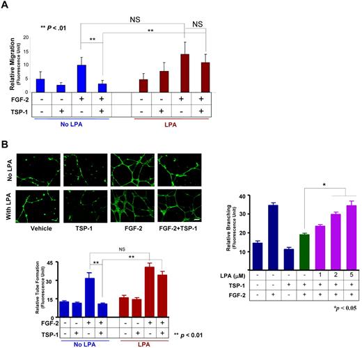 Figure 4. LPA abrogates TSP-1–mediated inhibition of migration and tubelike structure formation in vitro. (A) MVECs treated with LPA (5μM) or the vehicle control for 22 hours were subjected to migration assays using a modified Boyden chamber assay in which cells were exposed to FGF-2 (50 ng/mL), TSP-1 (2nM), or their combination. Migration was assessed microscopically after 24 hours by staining nuclei with DAPI (NS, not significant; **P < .01). (B) MVECs were exposed to 5μM (left) or 1-5μM of LPA (right) and then cultured for 24 hours in Matrigel containing FGF-2 (50 ng/mL), TSP-1 (2nM), or their combination. Cells were imaged with a Leica DM-RXE fluorescence microscope equipped with a 20×/0.50 NA objective interfaced to a computer with QCapture Version 6.0 software and the extent of the tubelike (cordlike) structure was quantified microscopically using ImageJ Version 1.40g software. Representative images are shown in the top left panel (scale bar = 50 μm); bar graphs show mean ± SEM (**P < .01; *P < .05).