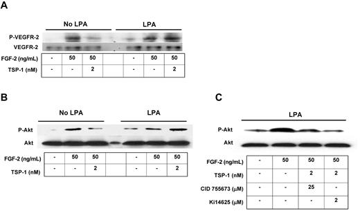 Figure 5. LPA abrogates TSP-1–mediated inhibition of angiogenic signaling via LPA1,3 and PKD-1. MVECs were exposed to LPA (5μM) for 24 hours and then were treated with FGF-2 (50 ng/mL) with or without TSP-1 (2nM) for 30 minutes. Cell lysates were subjected to Western blot using antibodies to phospho-VEGFR-2Tyr1175 (P-VEGFR; A) or phospho-Akt (P-Akt; B). (C) Cells were pretreated with CID 755673 (25μM) or Ki14625 (2μM) for 30 minutes followed by LPA for 24 hours and then analyzed as in panel B. Blots were stripped and reprobed with antibodies to total VEGFR-2 or Akt as loading controls. Blots are representative of 2 independent experiments.