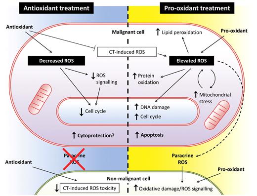 Figure 2. Antioxidant treatment versus pro-oxidant treatment as a therapy for hematologic malignancy. ROS production in myeloid leukemia cells may present an exploitable therapeutic target. Both antioxidant and pro-oxidant strategies may be effective, but both have potential advantages and disadvantages. The effects of antioxidant treatment on malignant cells (left side of figure) are likely to include reduced proliferative drive, which may reduce tumor burden and also protect nonmalignant cells from oxidative damage, particularly when administered in combination with chemotherapeutic (CT) agents. However, there are also concerns that suppression of cell cycle and antagonism of chemotherapy-induced ROS may adversely affect treatment efficacy. Pro-oxidant treatment (right side of figure) induces further ROS beyond that already produced by the malignant cell, either by depleting antioxidant defenses or augmenting ROS production. Treatment-induced oxidative stress combined with the intrinsic stress already present in the malignant cell leads to lipid peroxidation, oxidation of redox-sensitive residues within proteins, and DNA oxidation resulting in base-transversion and DSBs. Furthermore, damage to the electron transport chain and mutations in mitochondrial DNA can lead to a cycle of increased mitochondrial ROS. Elevated ROS has also been shown to contribute to cell-cycle progression in some contexts, which may increase tumor burden, but may simultaneously sensitize malignant cells to mainstay treatments. Although these factors may lead to induction of apoptosis in malignant cells, elevated ROS will increase the DNA mutation rate in any cells that fail to undergo apoptosis, possibly leading to selection of resistant clones. Furthermore, ROS generated by malignant cells may have paracrine effects on ROS signaling and oxidative damage in nonmalignant cells, and this effect would be augmented during treatment with pro-oxidants.